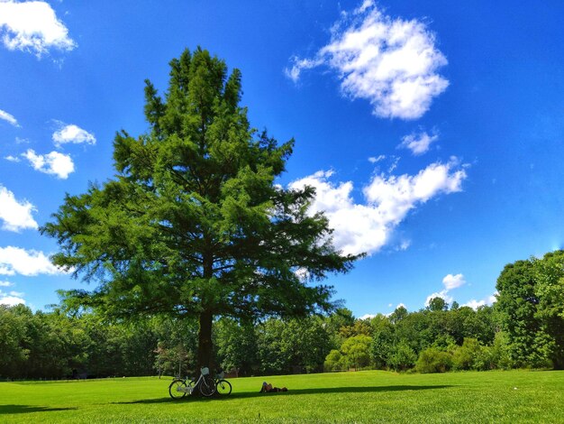 Foto paar liegt im park vor blauem himmel