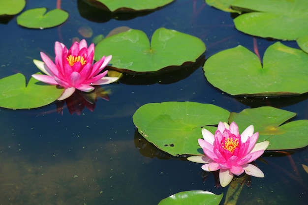 Paar Nymphaea Tubtim Siam oder Ellisiana Hardy Seerosen blühen in einem Teich