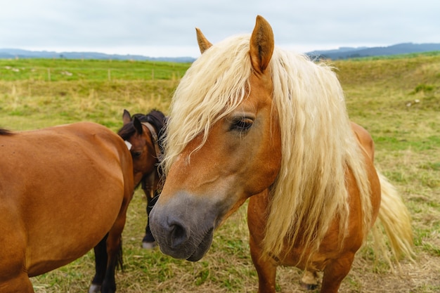 Paar Pferde auf dem Land. Horizontale Ansicht von Tieren, die auf der Wiese grasen.