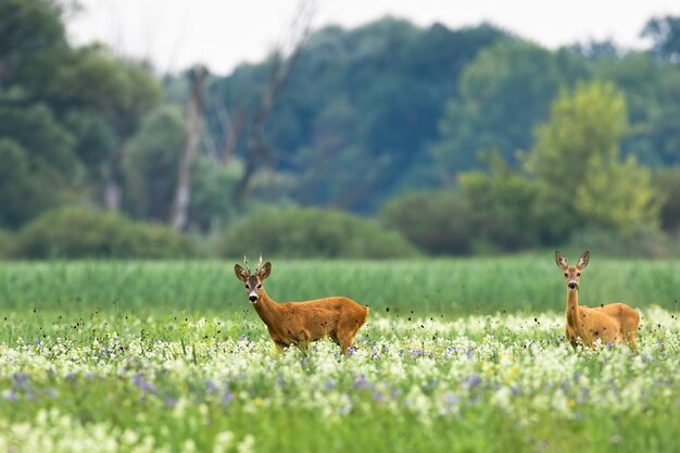 Paar Rehe, die im Sommer auf blühender Wiese gehen