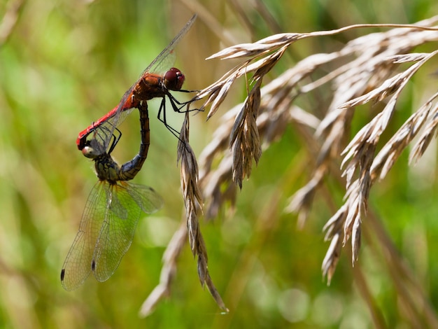 Paar rote Libelle