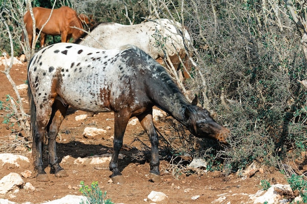 Paar schöne Pferde in der Natur