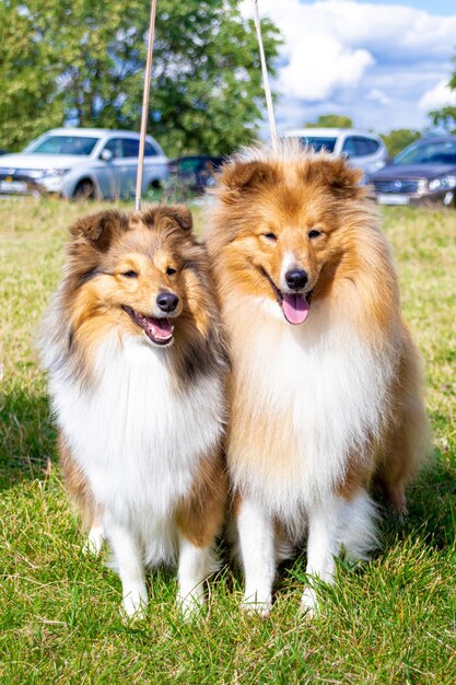 Paar schöne Shelties