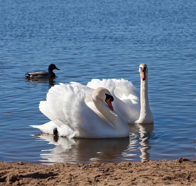 Foto paar schwan im frühjahr am see