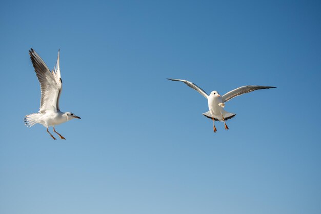 Paar Seemöwen, die in Blau ein Himmel fliegen