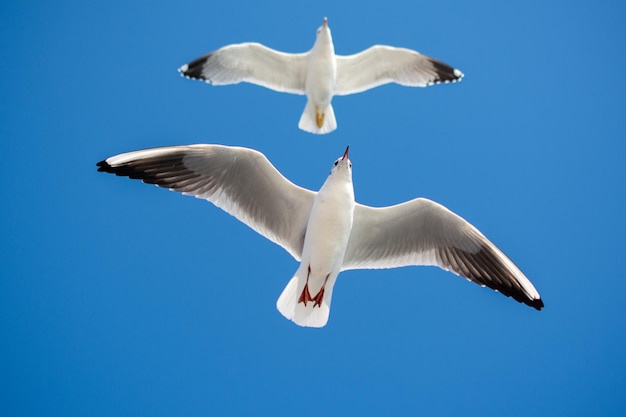 Paar Seemöwen, die in Blau ein Himmel fliegen