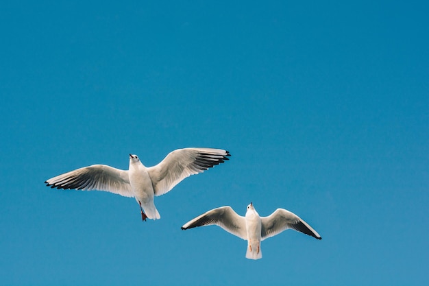 Paar Seemöwen, die in den Himmel fliegen