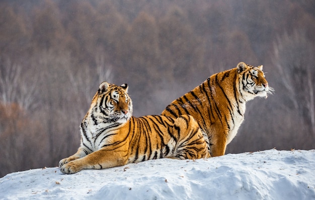 Paar sibirische Tiger auf einem schneebedeckten Hügel vor dem Hintergrund eines Winterwaldes. Sibirischer Tiger Park