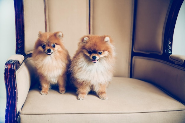 Paar süße Spitzhunde, die auf dem Hochzeitsthron sitzen. Hochzeit für Hunde