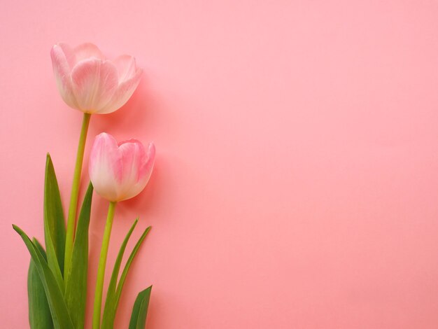 Paar Tulpen auf rosa Oberfläche