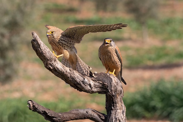 Paar Turmfalken Falco tinnunculus in ihrer Stange