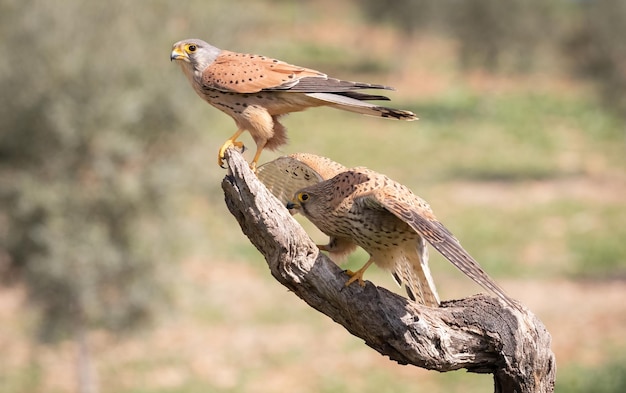 Paar Turmfalken Falco Tinnunculus thront auf einem Ast