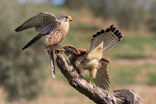 Paar Turmfalken Falco Tinnunculus thront auf einem Ast