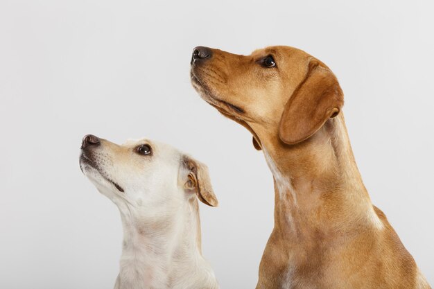 Paar von zwei ausdrucksstarken hunden, die im studio vor weißem hintergrund posieren