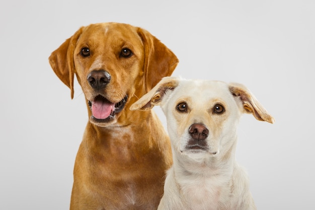 Paar von zwei ausdrucksstarken hunden, die im studio vor weißem hintergrund posieren