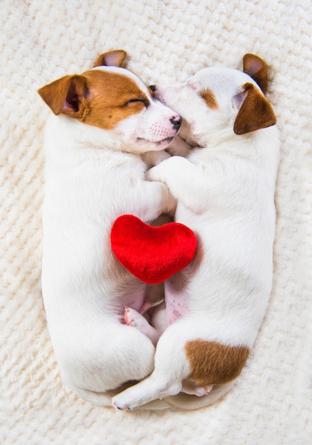 Paar von zwei lustigen verliebten Jack Russell Terrier Welpenhunden liegen nahe beieinander. Valentinstag.