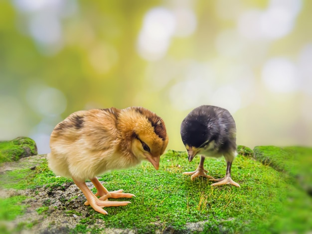 Foto paar von zwei schwarzen und gelben kükenfreunden mit undeutlichem sommernaturhintergrund bokeh dekoratives und kreatives design selektiver fokus auf küken