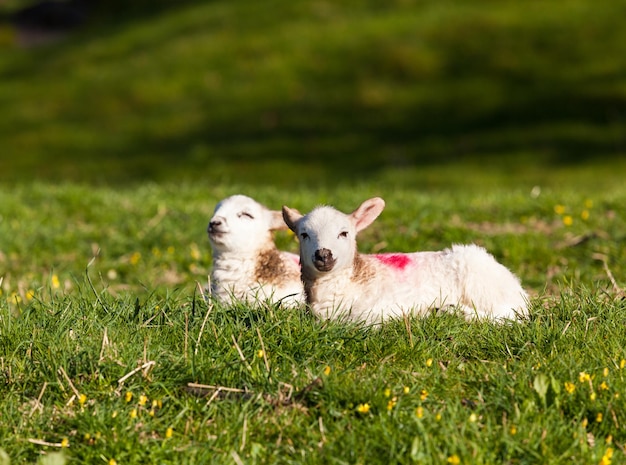 Paar walisische Lämmer auf der Wiese