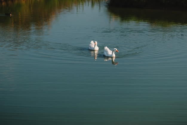 Paar weiße Gänse schwimmt auf dem See