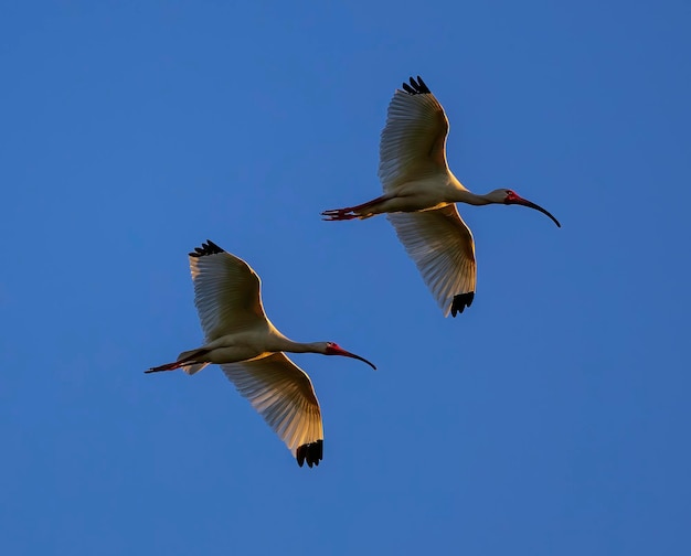 Foto paar weiße ibis im flug vor blauem himmel