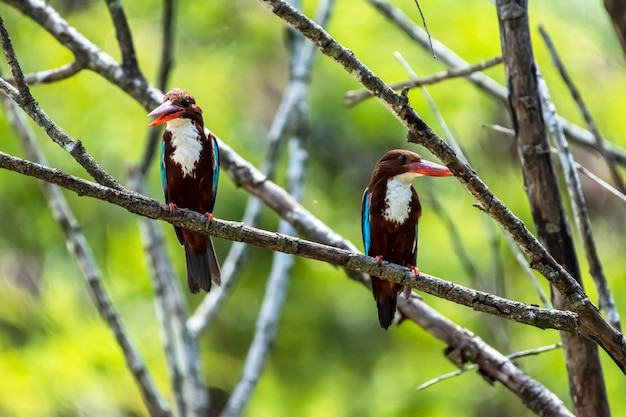 Foto paar weißkehl-eisvogel halcyon smyrnensis thront