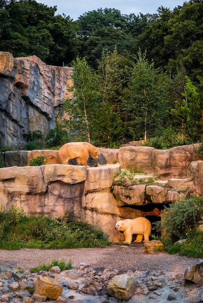 Foto paar wilde weiße bären in einem wald