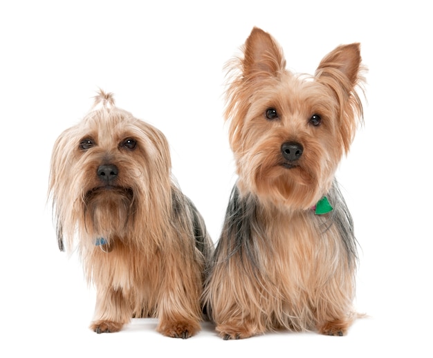 Paar Yorkshire Terrier mit 2 Jahren und 5 Jahren alt. Hundeporträt isoliert