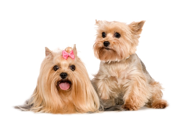 Paar Yorkshire Terrier