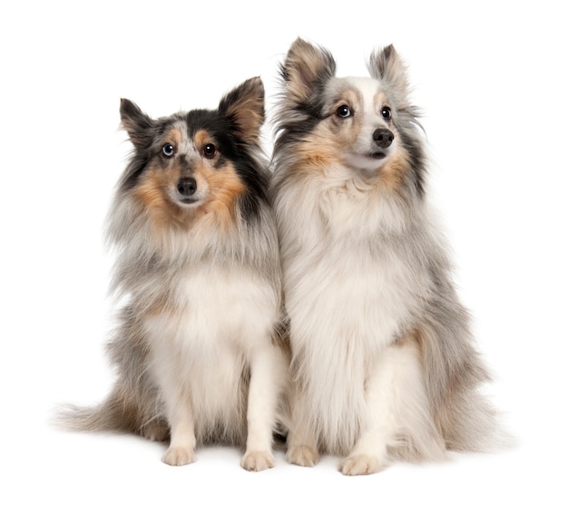 Paar zwei Shelties