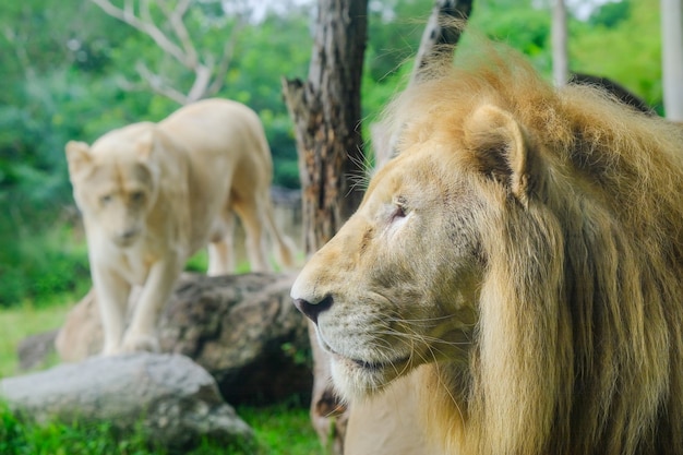 Paare der erwachsenen Löwen im zoologischen Garten