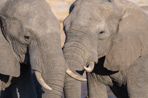 Paare des afrikanischen Elefanten, jung und erwachsen, am waterhole. Wildlife Safari im Chobe National Park, Reiseziel in Botswana.