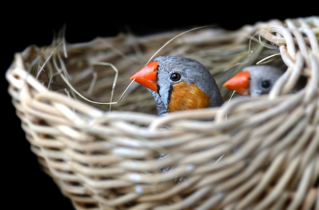 Paare des Zebrafinkvogels