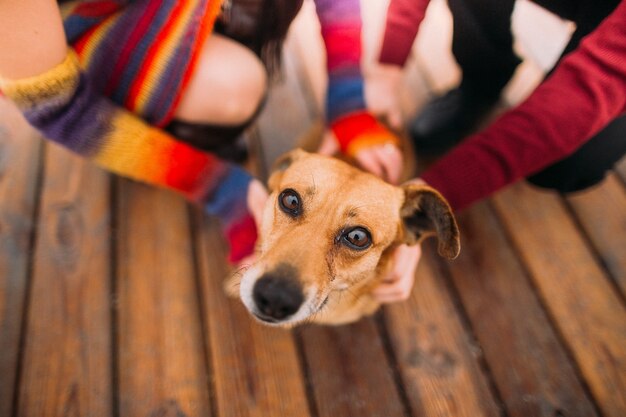 Paare, die einen Hund streicheln