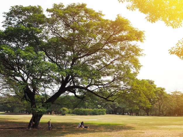 Paare, die Picknick unter dem großen Baum haben