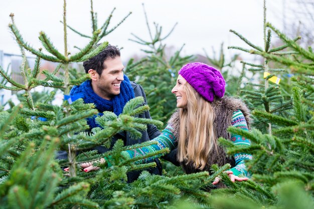 Paare, die schauen, um Weihnachtsbäume zu kaufen