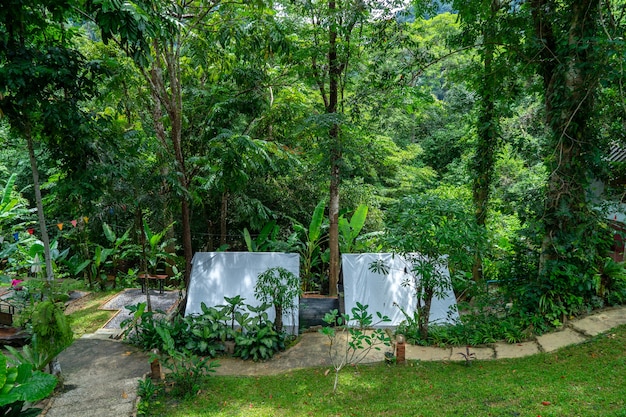 Paare von weißen Zelten unter dem Baum mitten in tropischem Wald für das Kampieren.