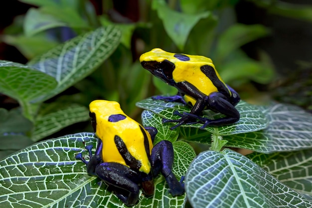 Paarungszeit Citronella Dyeing Poison Dart Frog Dendrobates tinctorius in der dunklen Tiernahaufnahme