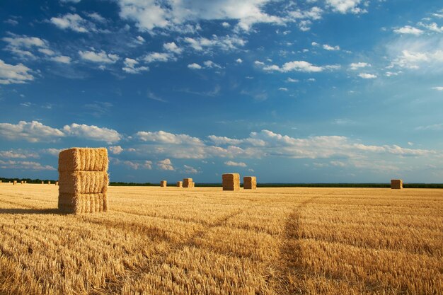 Pacas en el campo