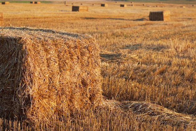 pacas de heno en el campo con cálida luz del atardecer