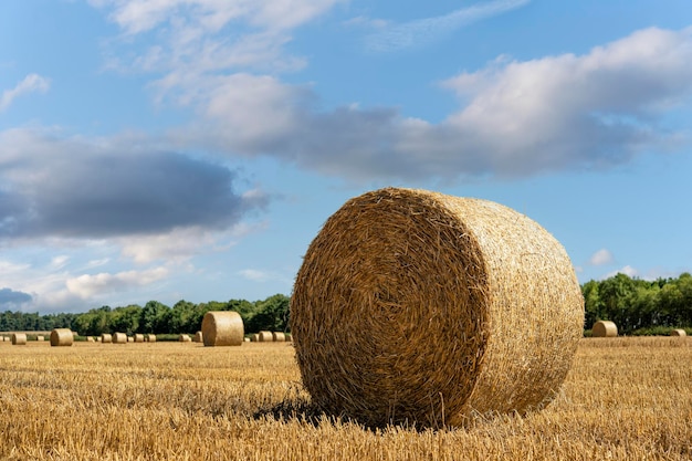 Pacas de heno y paja en el campo Paisaje rural inglés Cosecha de trigo amarillo dorado en verano