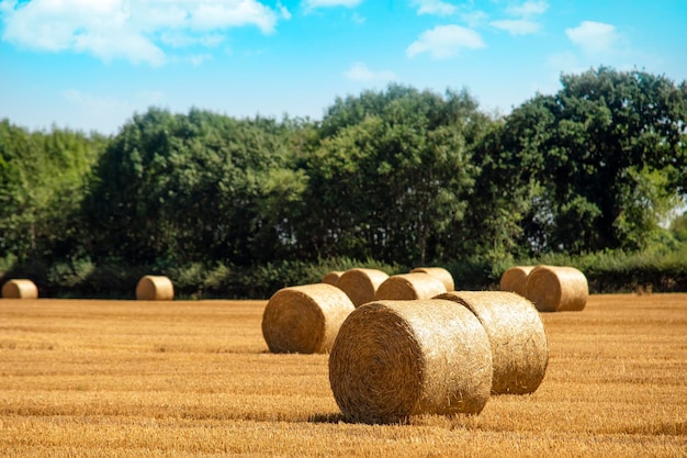 Pacas de heno y paja en el campo Paisaje rural inglés Cosecha de trigo amarillo dorado en verano