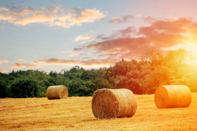 Pacas de heno y paja en el campo Paisaje rural inglés Cosecha de trigo amarillo dorado en verano