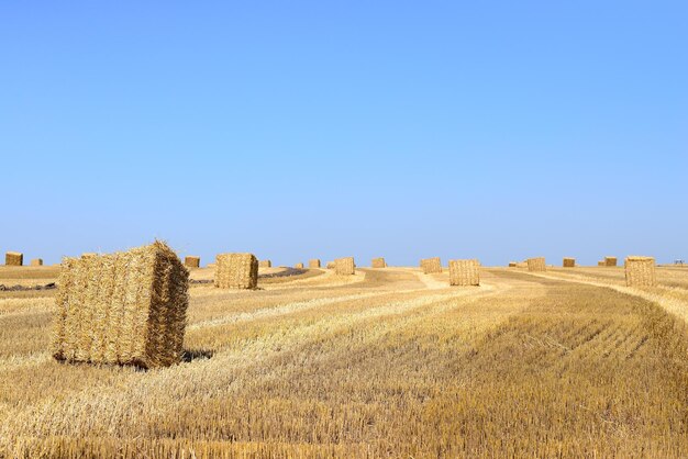 pacas de paja