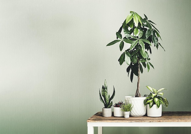 Pachira aquatica em um vaso de flores brancas e plantas de casa na mesa de madeira