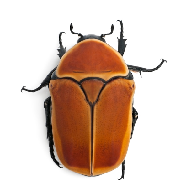 Pachnoda marginata, una especie de escarabajo, flor chafer,