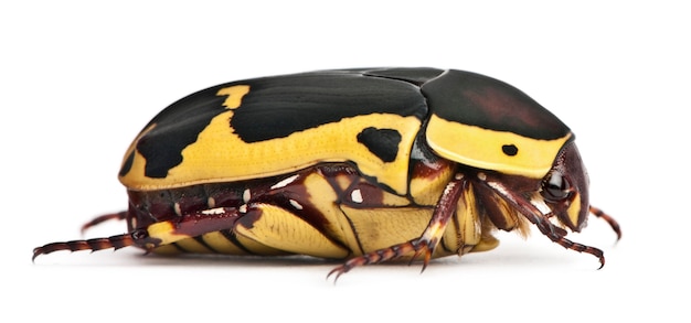 Pachnoda sinuata, eine Käferart, Gartenfruchtkäfer,