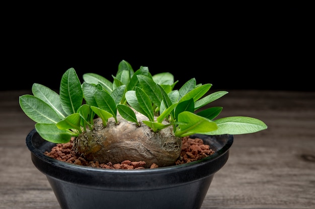 Pachypodium brevicaule Hintergrund. Diese Pflanze stammt aus Madagaskar.