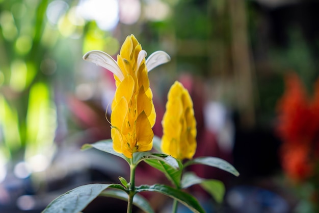 Pachystachys lutea, bekannt unter den gebräuchlichen Namen Lutscherpflanze und Goldgarnelenpflanze