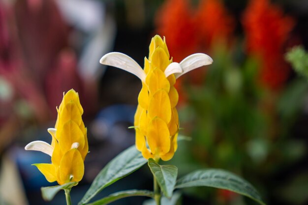 Pachystachys lutea conocida por los nombres comunes de planta de piruleta y planta de camarón dorado