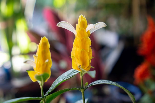 Pachystachys lutea conocida por los nombres comunes de planta de piruleta y planta de camarón dorado